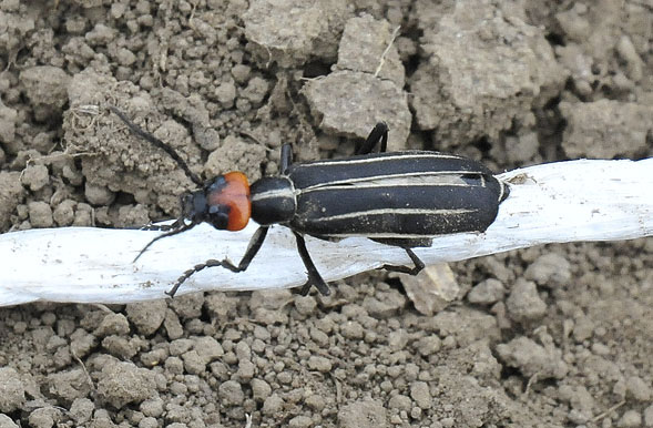 オレンジの蟻の様な頭 胴は ハチに擬態 一瞬 蛍 と思いましたが 昆虫ブログ むし探検広場 オレンジの蟻の様な頭 胴は ハチに擬態 一瞬 蛍 と思いましたが 昆虫ブログ むし探検広場