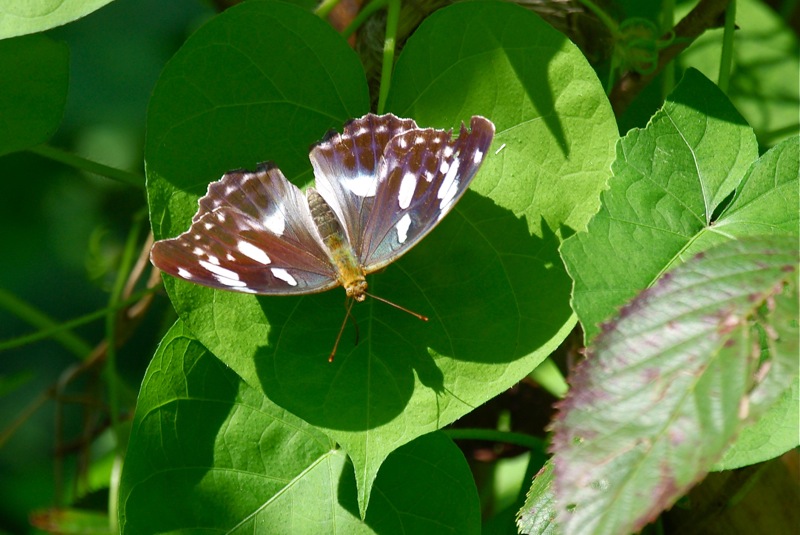 f0160222_2049231.jpg
