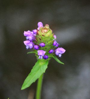 七折れの滝周辺で出会った植物　③_c0104227_10131766.jpg