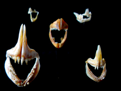 a0077930_1736244.jpg