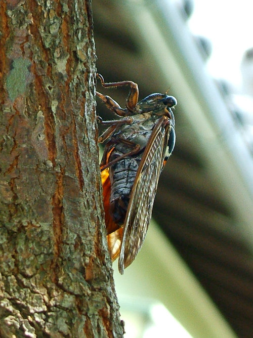 怪無池の生き物_e0089232_1442411.jpg