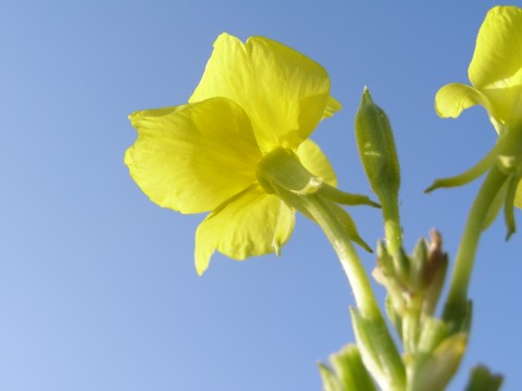 秋空に月見草の黄色がまぶしいかった。_f0043750_8531540.jpg