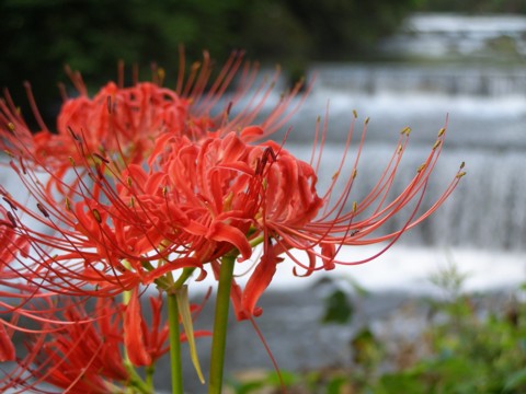 f0043750_93332.jpg