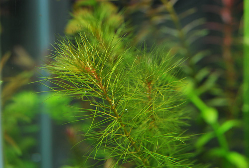 d0055262_20243082.jpg