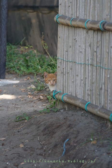 Cats in Shonan #52_c0158775_2332213.jpg