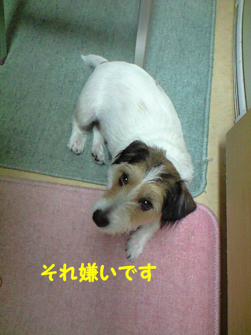 a0118079_19394750.jpg