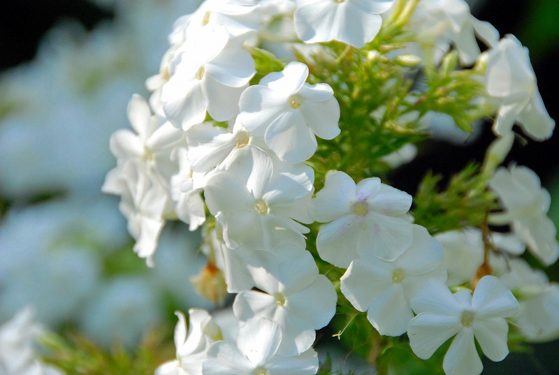 今日は綺麗な周りの花を御覧下さい。_f0121379_188538.jpg