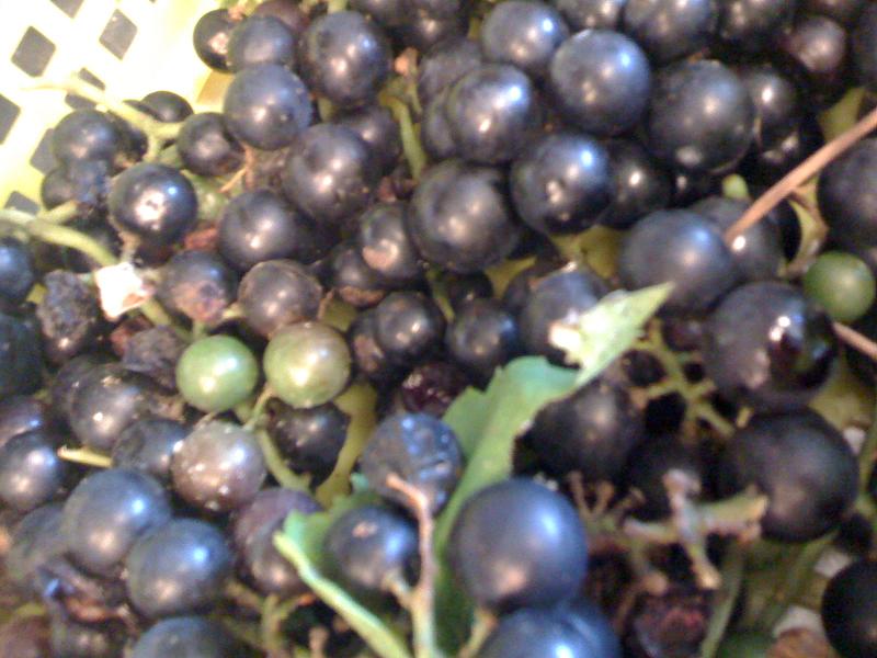 b0089183_00529.jpg