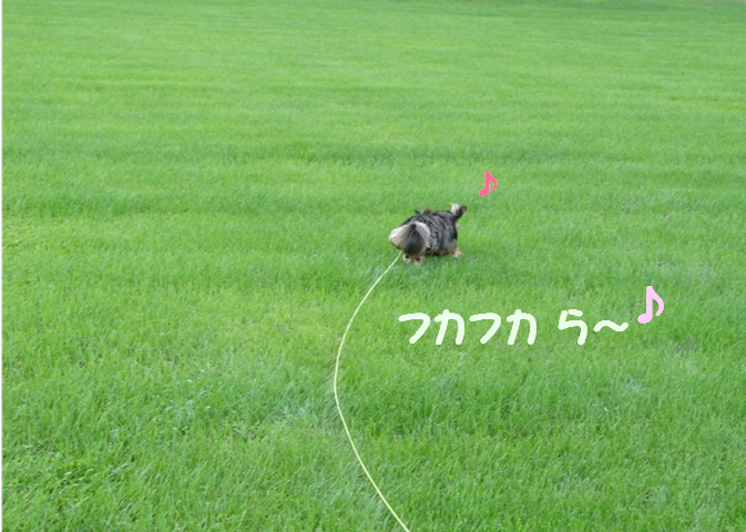 ちょっと散歩のつもりが・・・_f0195891_17242811.jpg