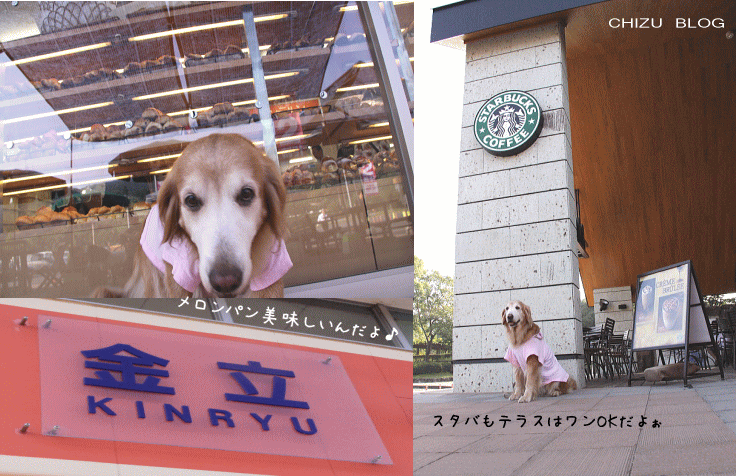 c0017311_1017326.gif