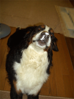c0143711_2292281.gif