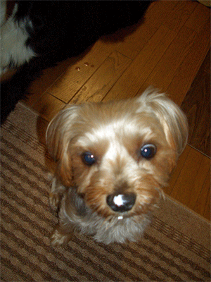 c0143711_2294822.gif