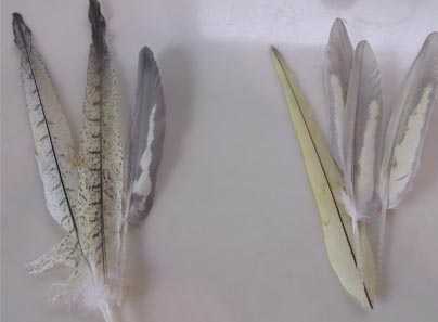 c0133013_16185526.jpg