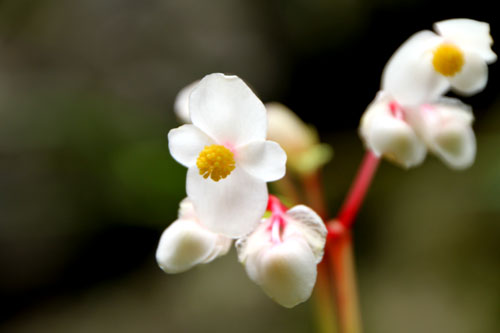 相蓮寺_e0048413_22131984.jpg