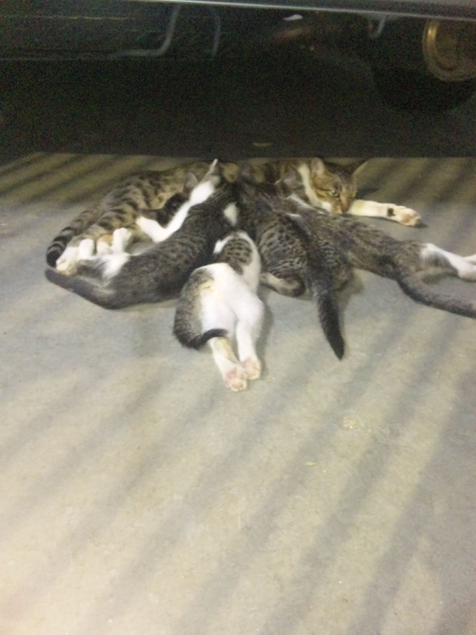 癒し画像 ねこやまさんのswingin Blog