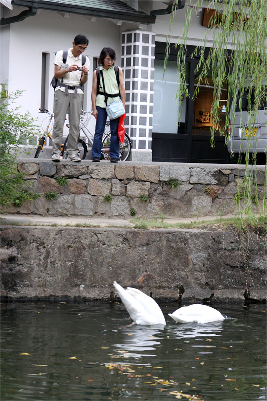 白鳥の湖！？_e0190224_15372372.jpg