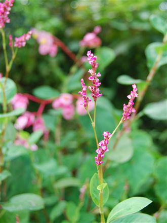 藍染の藍の花 じょぜママの気まぐれ日記 藍染の藍の花 じょぜママの気まぐれ日記