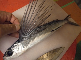ツッピンとびうお_d0057843_1919846.jpg