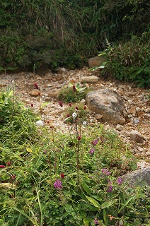 「九重山群の登山」（５）_f0201348_9491847.jpg