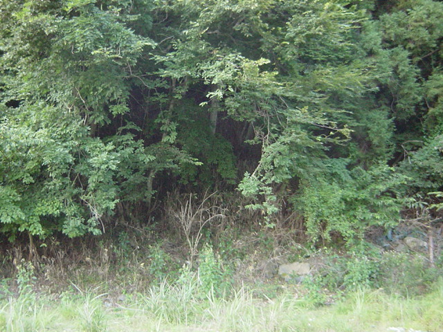 c0198149_8293554.jpg