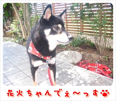 おばあさんを連れて_c0049950_1421252.jpg