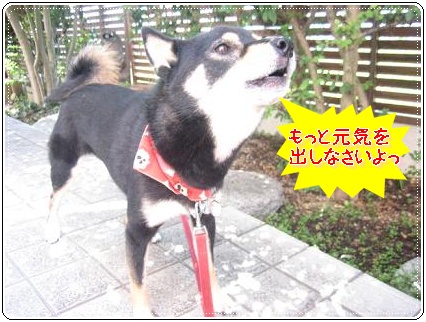 おばあさんを連れて_c0049950_14323134.jpg