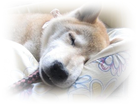 おばあさんを連れて_c0049950_2375017.jpg