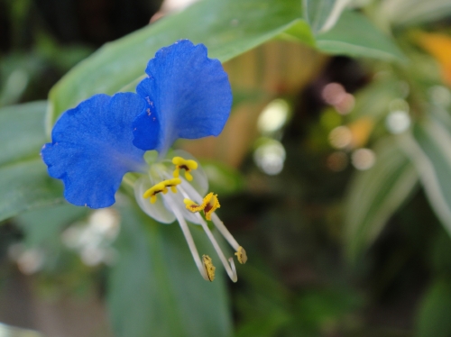 畑・花壇に大量の水やり_c0108460_17272431.jpg