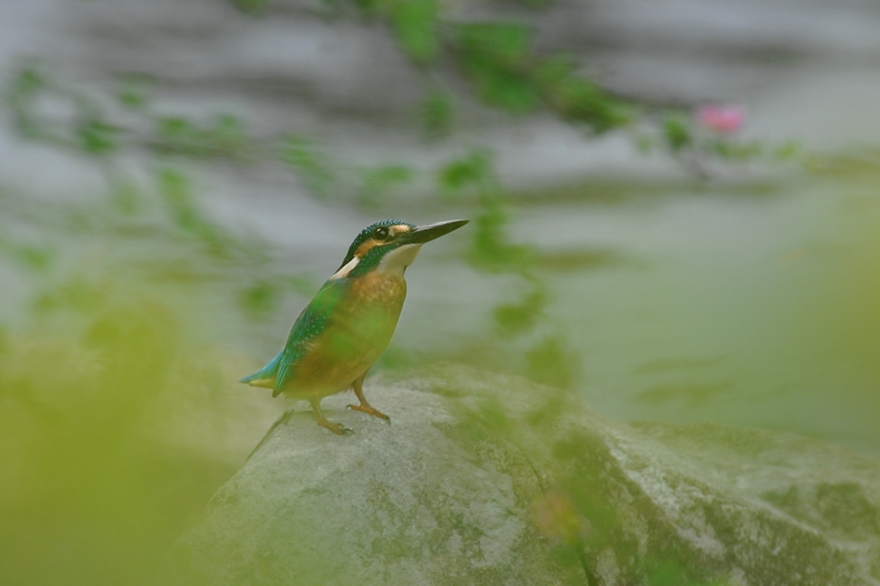 カワセミ若とギンヤンマ_f0053272_8284375.jpg