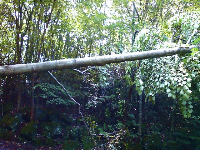 c0082573_37357.jpg