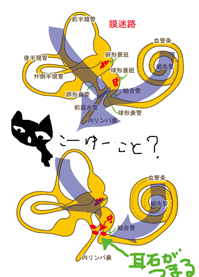内リンパ水腫の原因の一つ?_b0022379_2311825.gif