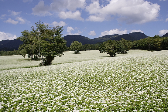 南会津・高杖原の蕎麦畑_e0165983_132674.jpg