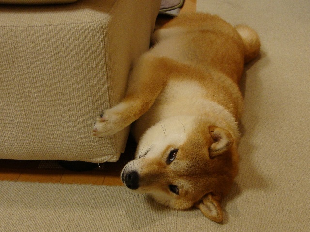 寝顔_a0126590_283038.jpg