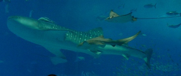 a0087691_1646118.jpg