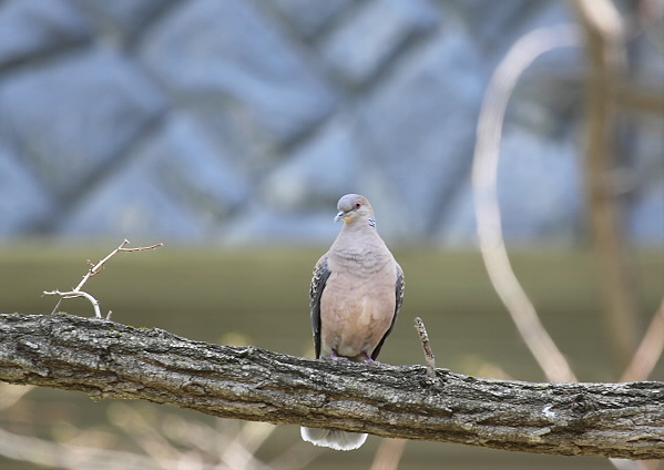 鳴き声はお馴染みだけど・・・_c0113597_12163823.jpg