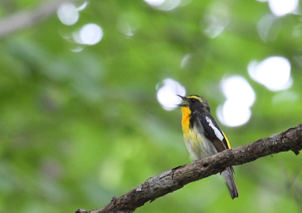 公園中に響きわたる_c0113597_13254166.jpg