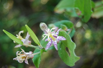 c0124100_1545427.jpg