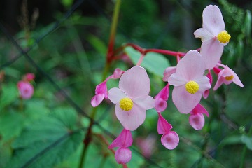 c0124100_15531818.jpg