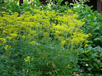 a0123003_13432411.jpg