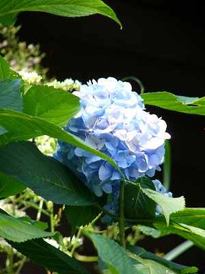 a0123003_134418100.jpg