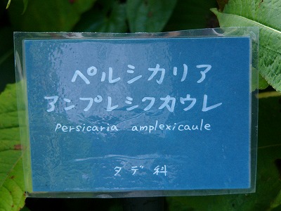 a0123003_147479.jpg