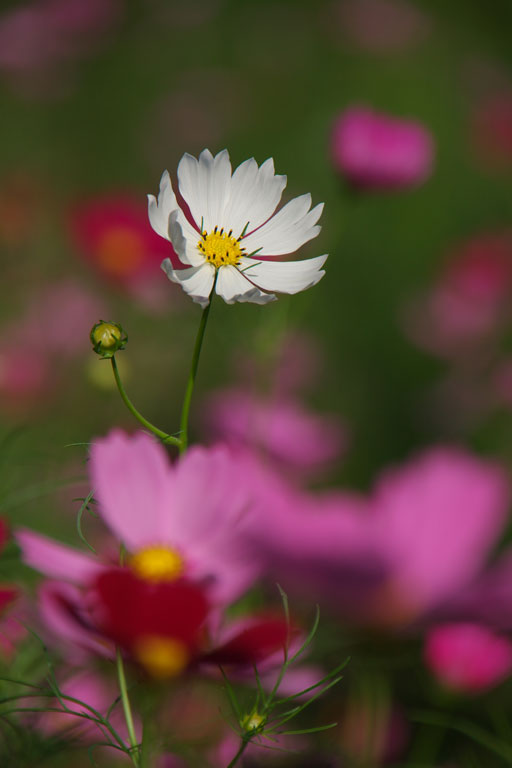 秋風に揺れて・・・・・長居公園のコスモス１_d0113707_1411976.jpg