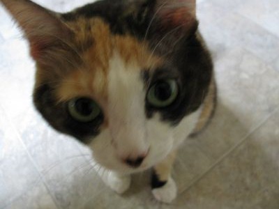 猫、おみやげ、Misaki_e0101819_6201155.jpg