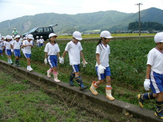 北新庄小の子供達が枝豆の収穫をしました_e0061225_1029228.jpg