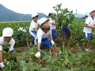 北新庄小の子供達が枝豆の収穫をしました_e0061225_10294820.jpg