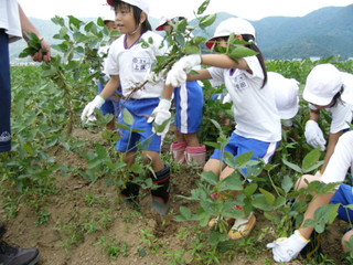 北新庄小の子供達が枝豆の収穫をしました_e0061225_1031169.jpg