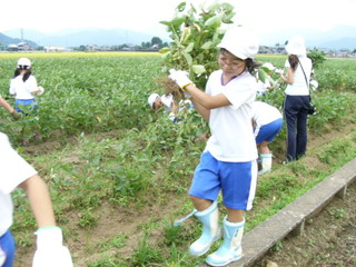 北新庄小の子供達が枝豆の収穫をしました_e0061225_10313990.jpg