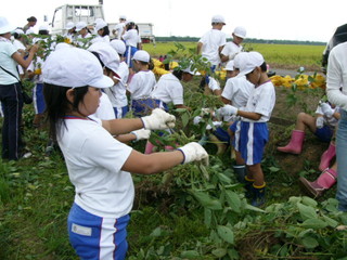 北新庄小の子供達が枝豆の収穫をしました_e0061225_10341182.jpg