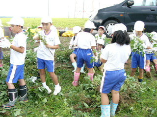 北新庄小の子供達が枝豆の収穫をしました_e0061225_10342068.jpg