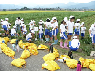 北新庄小の子供達が枝豆の収穫をしました_e0061225_10345945.jpg